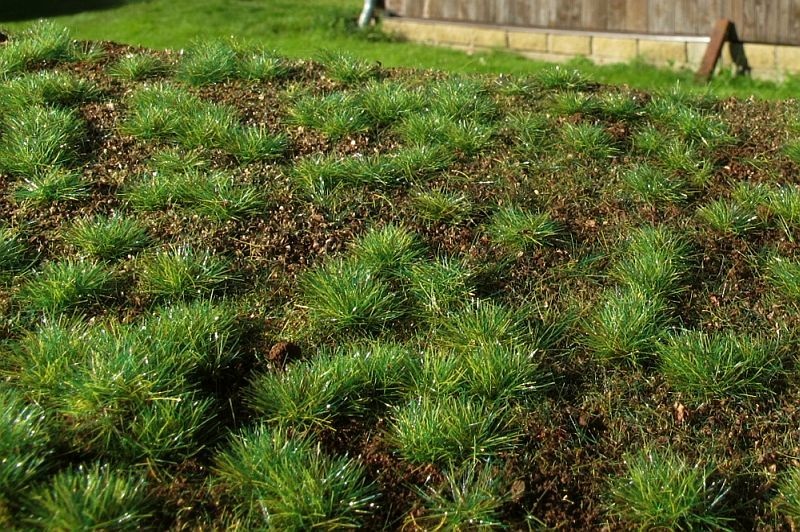 Forest base - dense forest