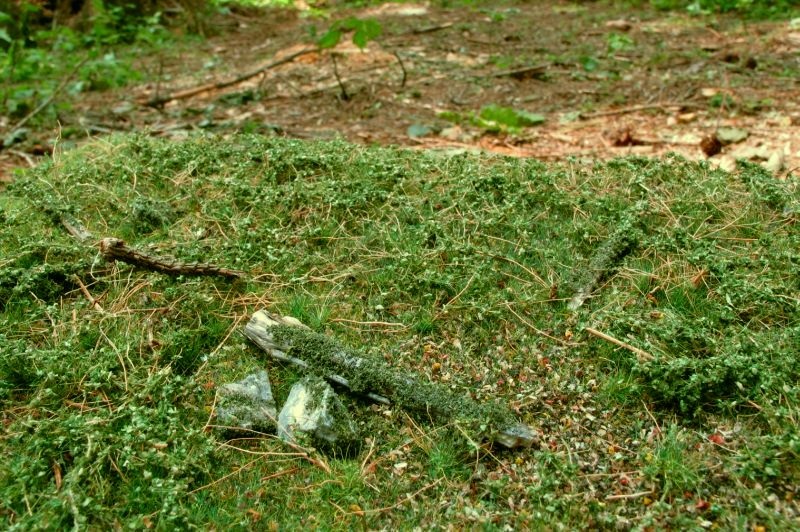 Forest base - early summer